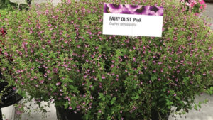 Kelly Norris: Noteworthy Plants That Caught My Attention at Cultivate’17