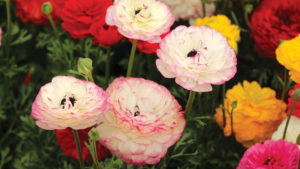 Greenhouse Growers Spring Crops Report: Sales Up for Most Growers