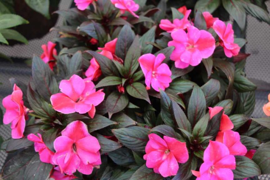 Impatiens 'Impacio Magenta Star' (Westhoff)