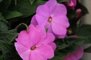 Impatiens 'Impacio Lavender Pink' (Westhoff)