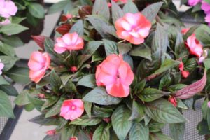 Impatiens 'Impacio Melon Star' (Westhoff)