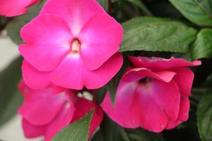 Impatiens 'Impacio Neon Flash' (Westhoff)