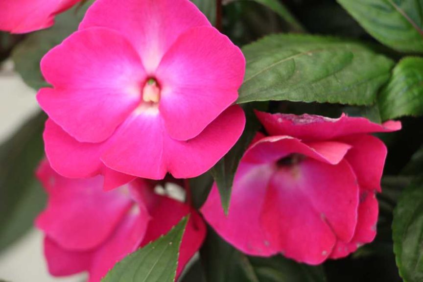 Impatiens 'Impacio Neon Flash' (Westhoff)
