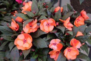 Impatiens 'Impacio Orange Star' (Westhoff)