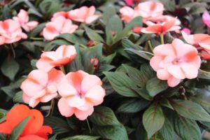 Impatiens 'Impacio Peach Star' (Westhoff)