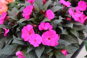 Impatiens 'Impacio Purple' (Westhoff)