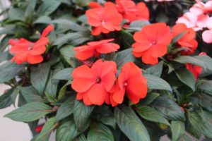 Impatiens 'Impacio Scarlet' (Westhoff)