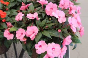 Impatiens 'Impacio Soft Pink' (Westhoff)