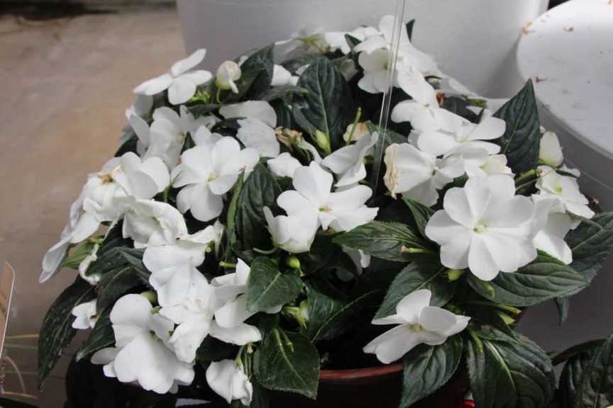 Impatiens 'Sonic White Improved' (Syngenta Flowers)