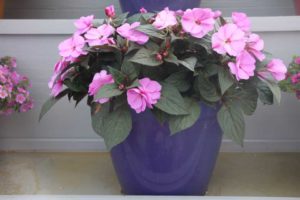 Impatiens 'Sun Harmony Blushing Orchid' (Danziger)