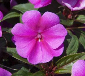 Impatiens 'Big Bounce Lavender Flame' (Selecta)