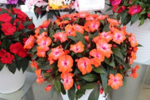 Impatiens 'Tamarinda Wild Salmon' (Dümmen Orange)