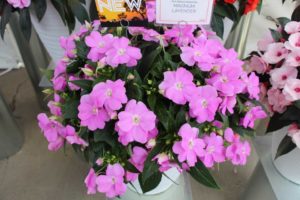 Impatiens 'Magnum Lavender' (Dümmen Orange)