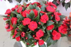 Impatiens 'Tamarinda Neon Flame' (Dümmen Orange)