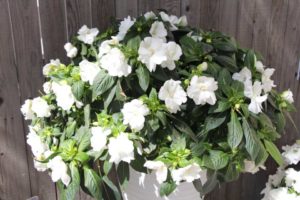 Impatiens 'Wild Romance White' (Dümmen Orange)