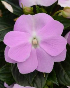 Impatiens 'ColorPower Orchid' (Selecta)