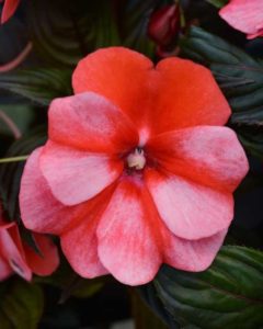 Impatiens 'ColorPower Red Flame' (Selecta)