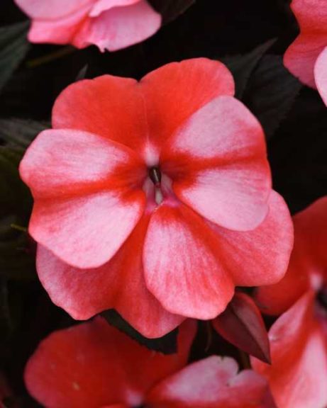 Impatiens 'ColorPower White Red Flame' (Selecta)