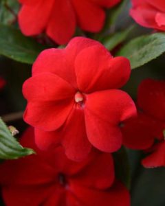 Impatiens 'Divine Red' (PanAmerican Seed)