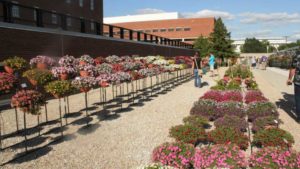 Standout Plants from the 2017 Ohio State University Field Trials