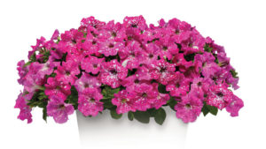 Why Eccentricity is the New Black in Spring Annuals