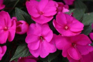 Impatiens 'SunPatiens Compact Purple' (Sakata Ornamentals)