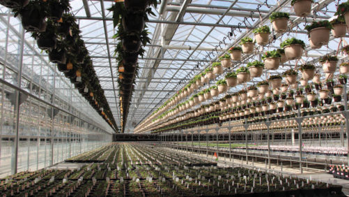How Young’s Plant Farm Invests in New Structures and Equipment