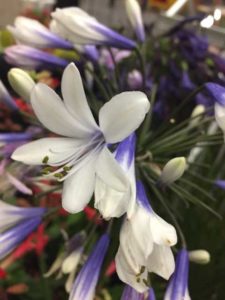 Agapanthus 'Twister' (Suncrest Nurseries)