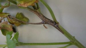 14 Common Chrysanthemum Diseases to Monitor