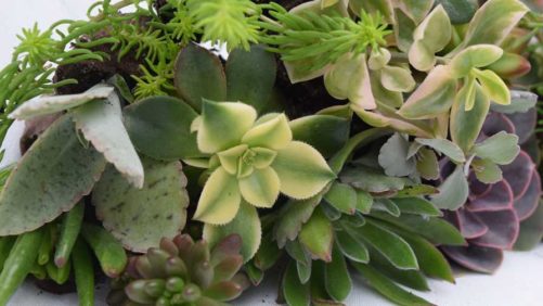 Ball Seed to Partner With Tagawa Greenhouses on New Succulent Offerings