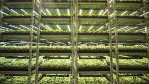 Indoor Vegetable Operation Makes Big Investment in Research and Technology