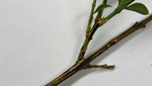 Concerned About Boxwood Blight? Here Are Some Updated Management Tips