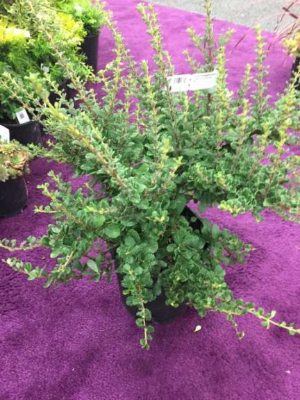 Ceanothus maritimus 'Popcorn' (Youngblood Nursery)