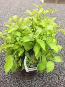 Cornus alba 'Neon Burst' (Bailey Nurseries)