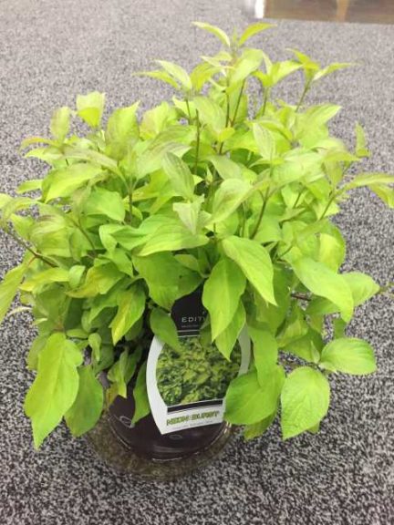 Cornus alba 'Neon Burst' (Bailey Nurseries)