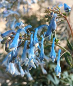 Corydalis Porcelain Blue