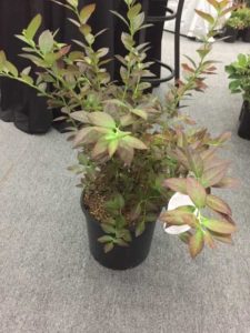 Cotinus 'Velveteney' (Sidhu & Sons Nursery)