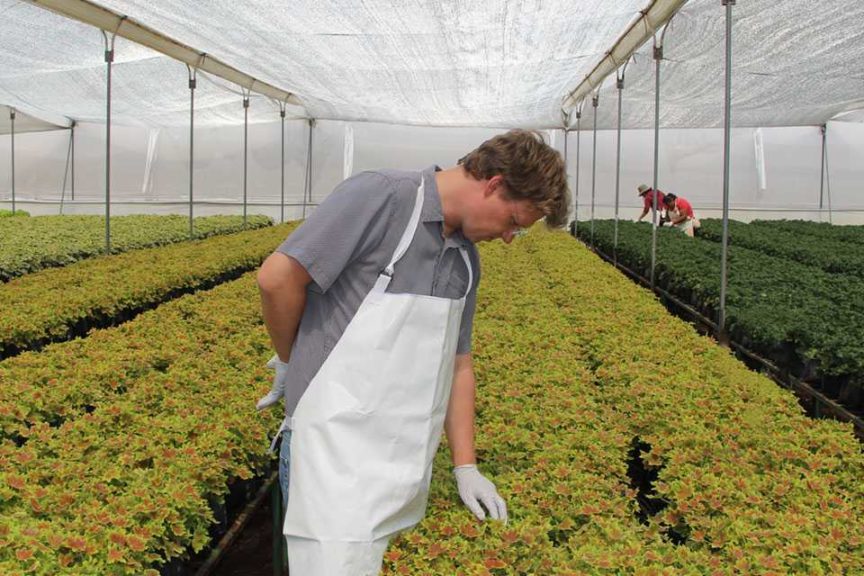 Vivero Internacional