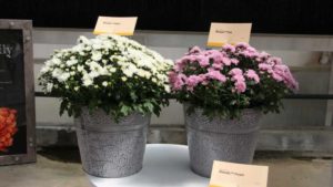 New Mum Intros From California Spring Trials 2017