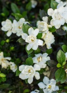 Gardenia First Editions Sweet Tea