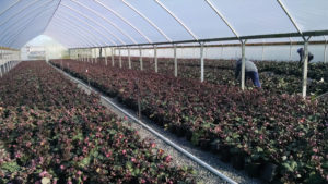 Tips From a Pro on Hellebore Production