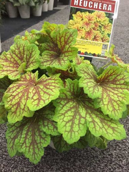 Heuchera 'Red Lightning' (Terra Nova Nurseries)