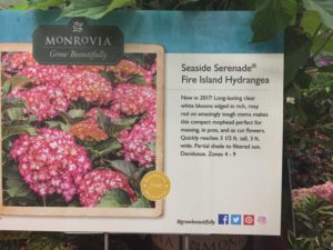 Hydrangea mac. 'Fire Island' (Monrovia Nursery)