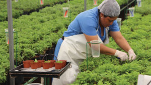 Vivero Internacional Elevates Clean Cuttings to New Heights
