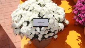 Ball Seed Moving Garden Mums Production From California to Florida