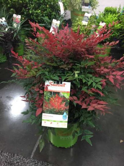 Nandina domestica 'Seika' Obsession (Sunset Western Garden Collection)