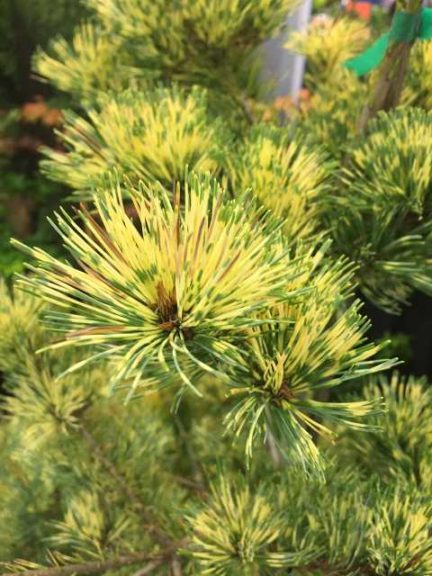 Pinus banksiana 'Shoodic' Jack Pine (Eshraghi Nurseries LLC)