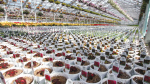 Two Head Growers and a Retail Live Goods Buyer Talk Best Practices for Quality