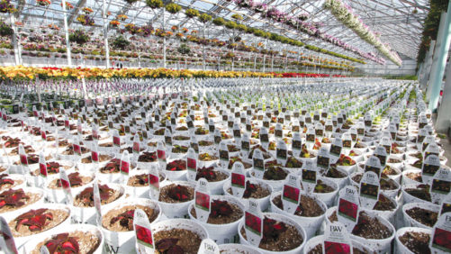 Two Head Growers and a Retail Live Goods Buyer Talk Best Practices for Quality
