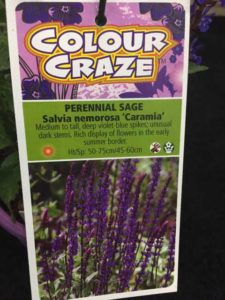 Salvia nemorosa 'Caramia' (Valleybrook Gardens)